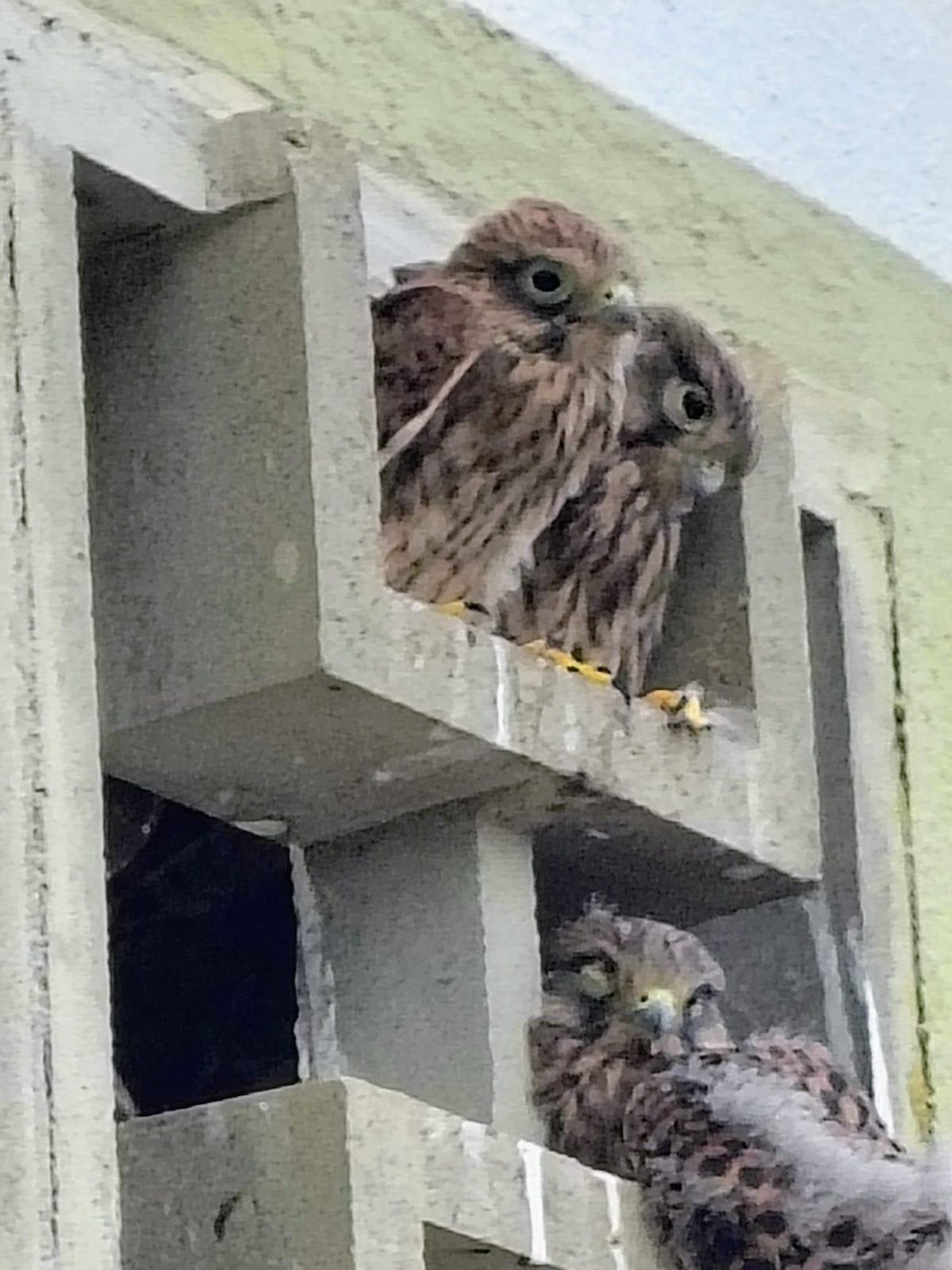 Imagen de las crías de rapaces en hueco del extractor de la cocina, en el apartamento de Benicàssim.