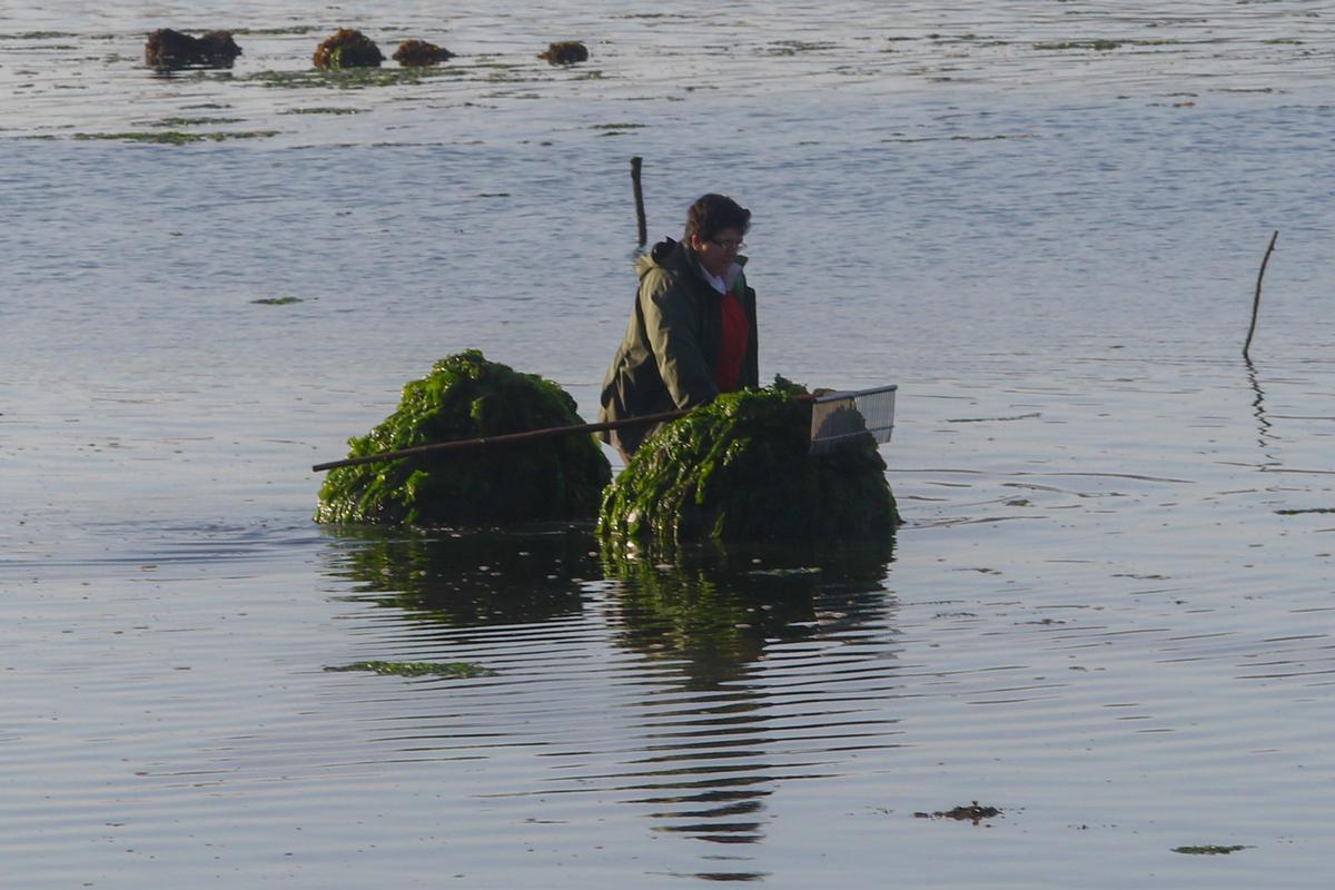 Retirada de algas en las concesiones de la cofradía.