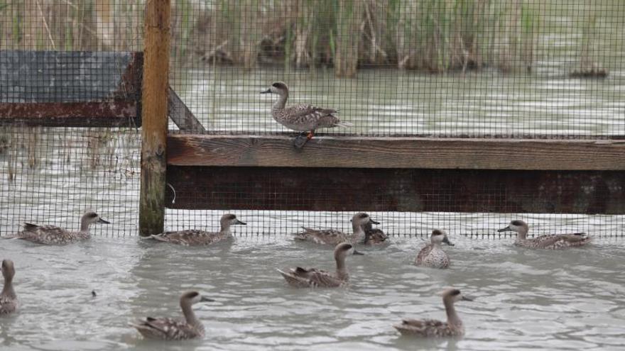 Algunos de los ejemplares de la especie que se encuentran en el parque natural ilicitano. | ANTONIO AMORÓS