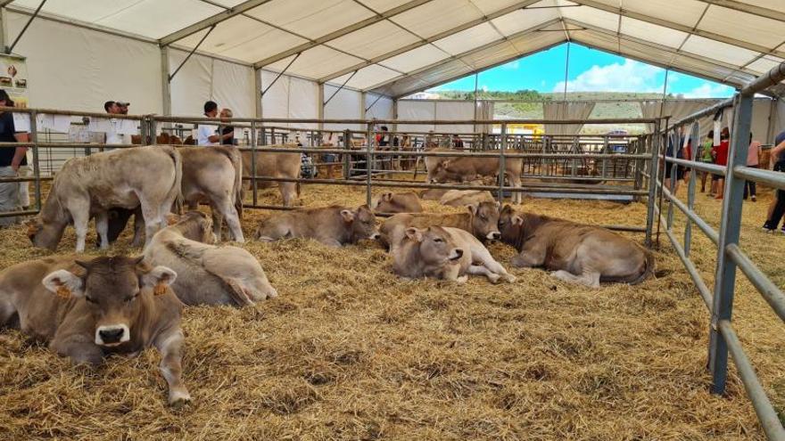 Uno de los expositores ganaderos de la feria Expoforga, que se ha celebrado el pasado fin de semana en la localidad oscense de Puente la Reina. | GOBIERNO DE ARAGÓN