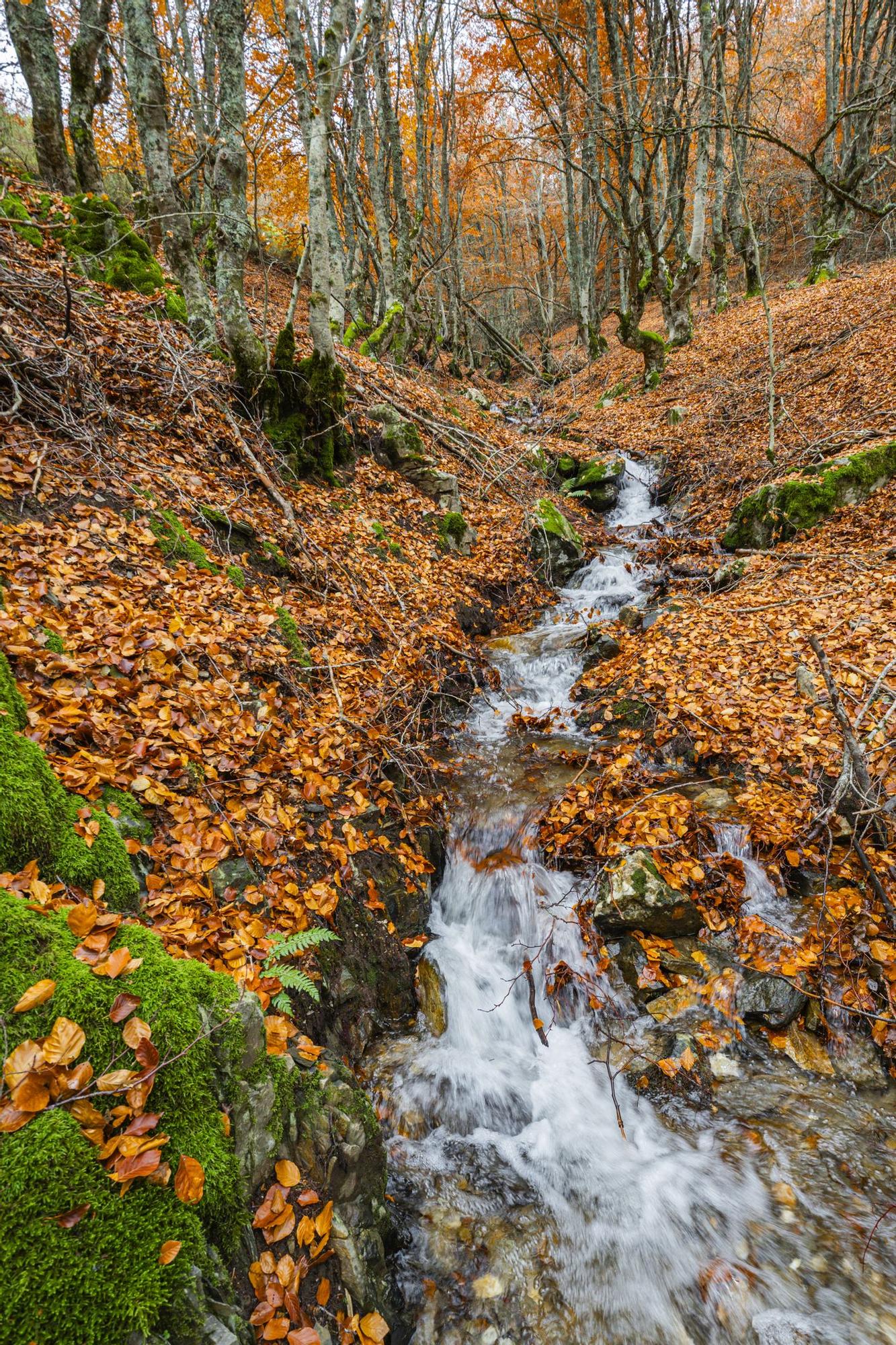 El arroyo de la ruta por el hayedo de La Pedrosa