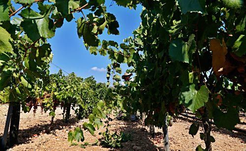 Weinlese auf Mallorca