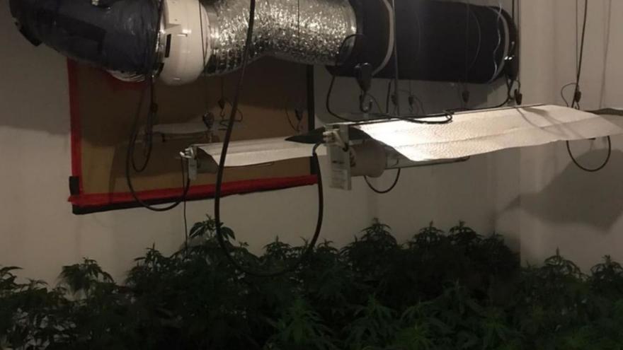 Endesa detectó doce conexiones ilegales para cultivar marihuana