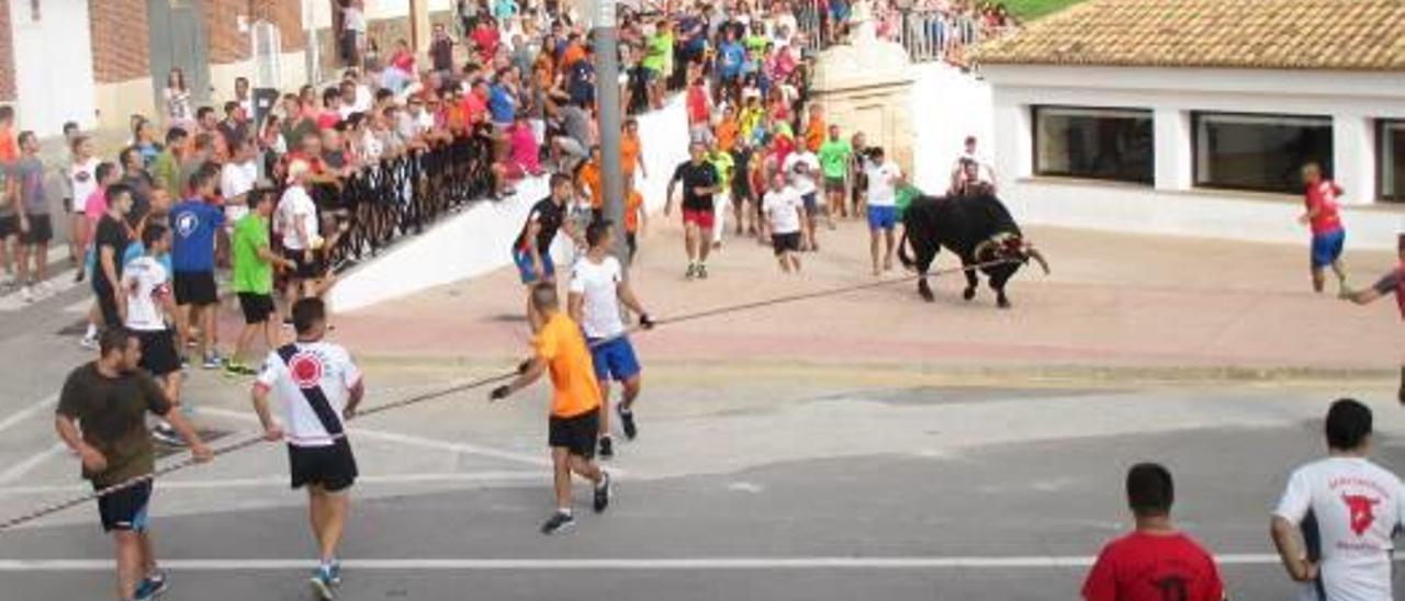 Turís rescata las carreras de «bou en corda» suspendidas