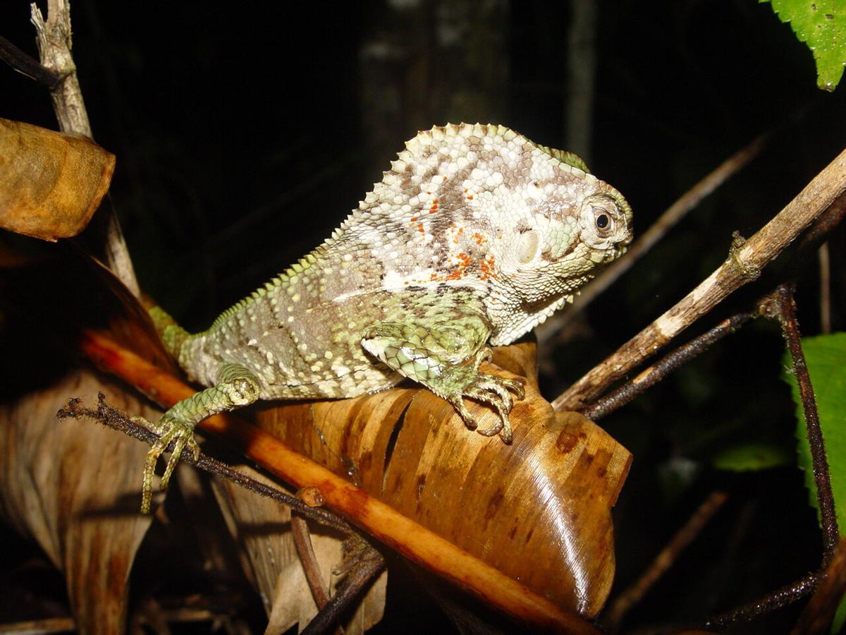 Una especie recientemente descubierta en las selvas tropicales