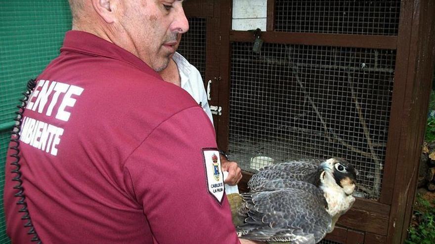 Aparece en una vivienda de La Palma un halcón de una especie en extinción