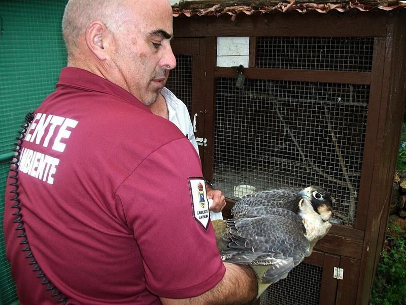 Aparece en La Palma un halcón en extinción