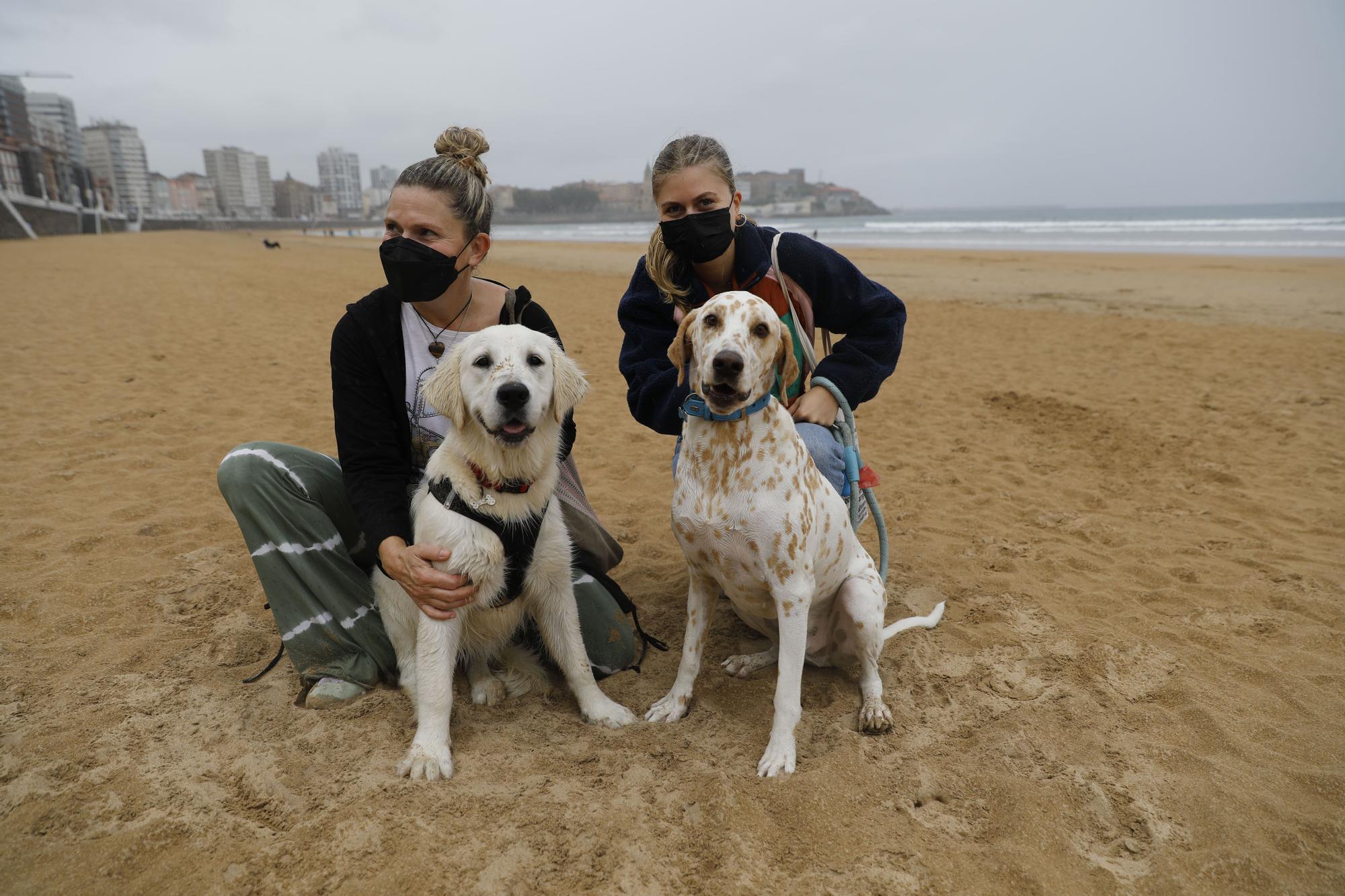 Los perros vuelven a las playas gijonesas