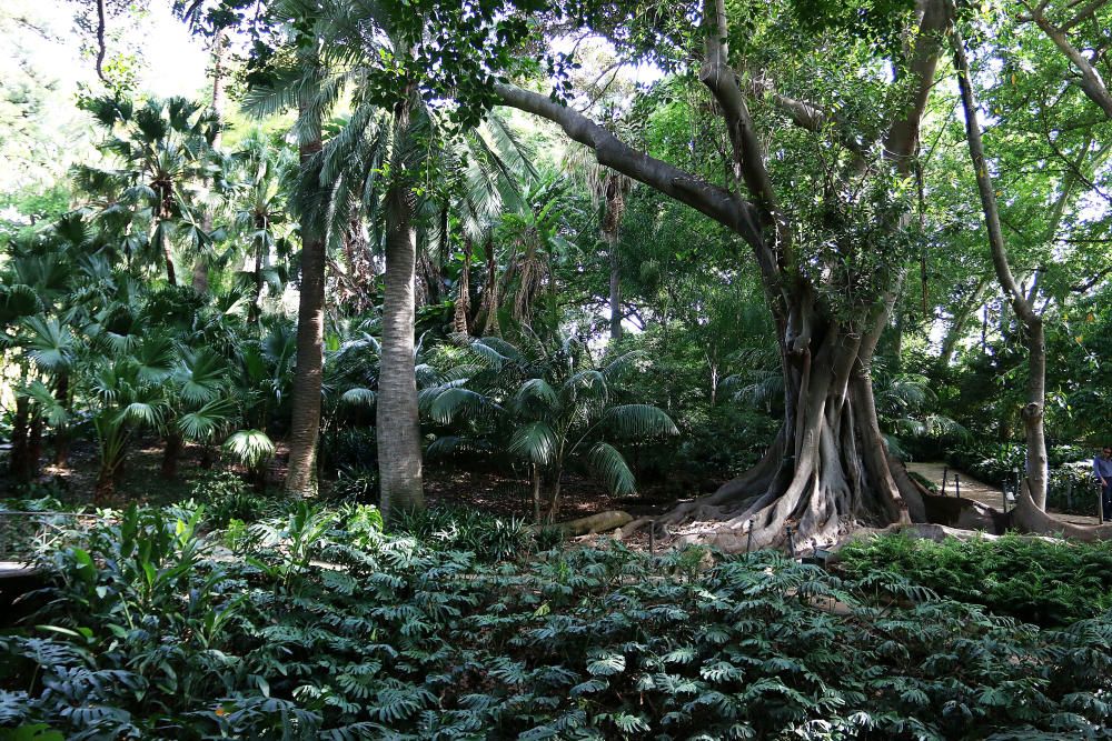 Más de cien árboles y 7.000 ejemplares nuevas plantas revitalizarán los jardines