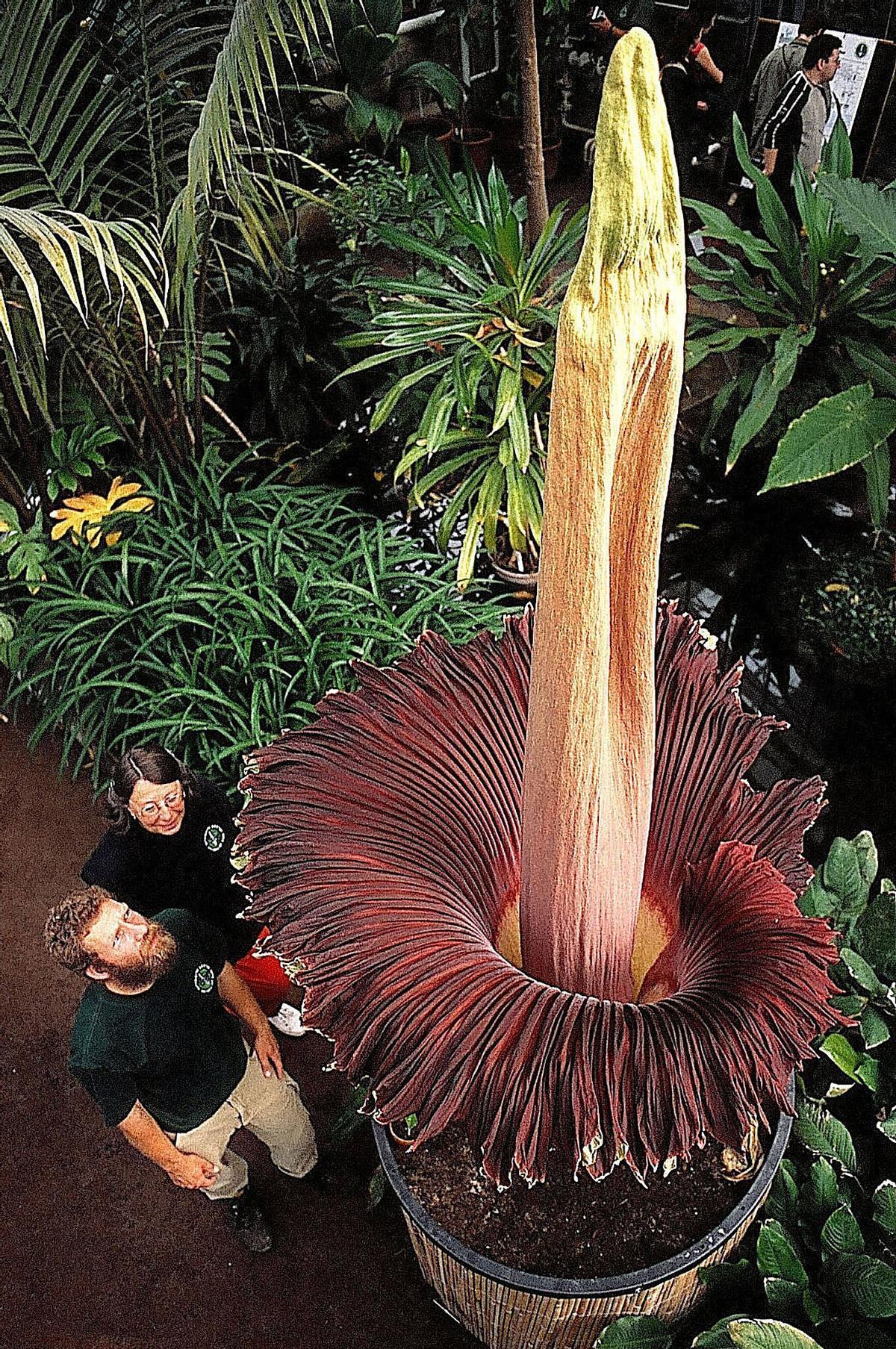 La inflorescencia más grande documentada científicamente de una flor cadaver, que floreció en mayo de 2003 en el Jardín Botánico de la Universidad de Bonn (Alemania). La altura es de 306 cm desde el tubérculo y 274 cm desde el suelo.
