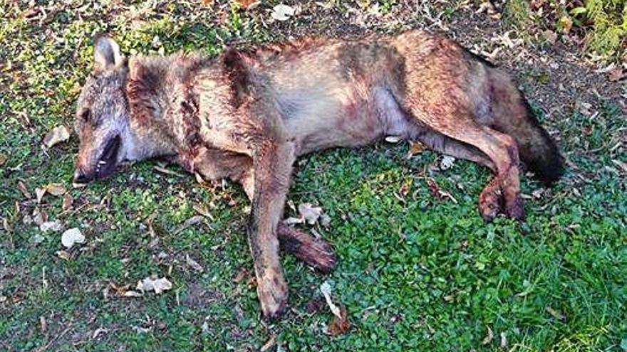 Lobo ibérico abatido en la comarca de La Guareña por la patrulla del lobo de la Junta.