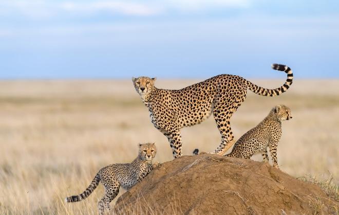 Amboseli, Kenia