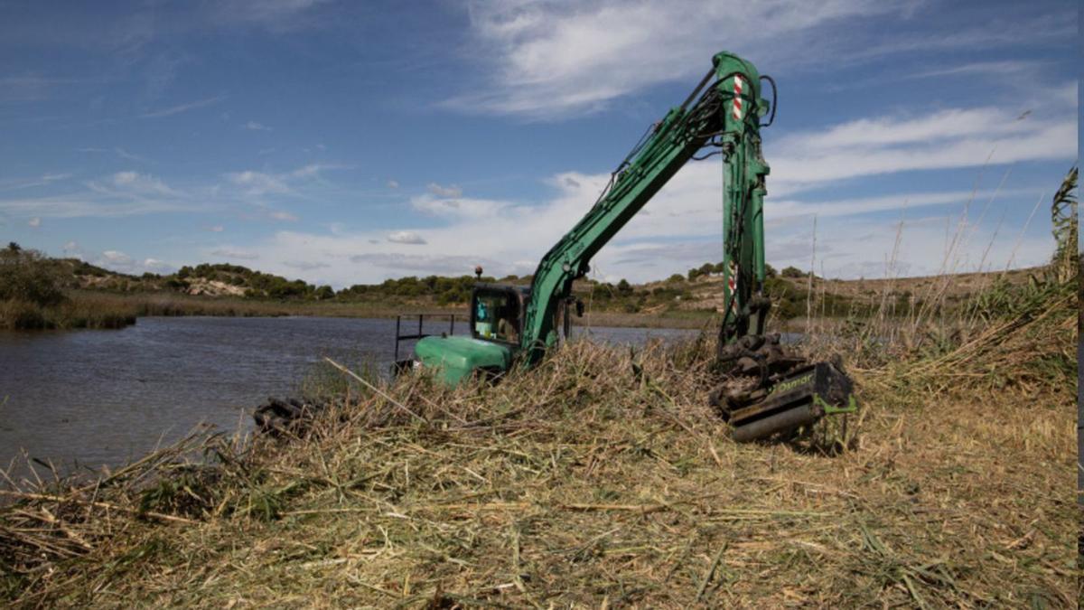 Retirada de la caña invasora en los límites de la laguna conocida como Bassa de Sant Llorenç. | LEVANTE-EMV