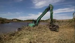 La Bassa de Sant Llorenç se libera de plantas invasoras y tendrá más caudal