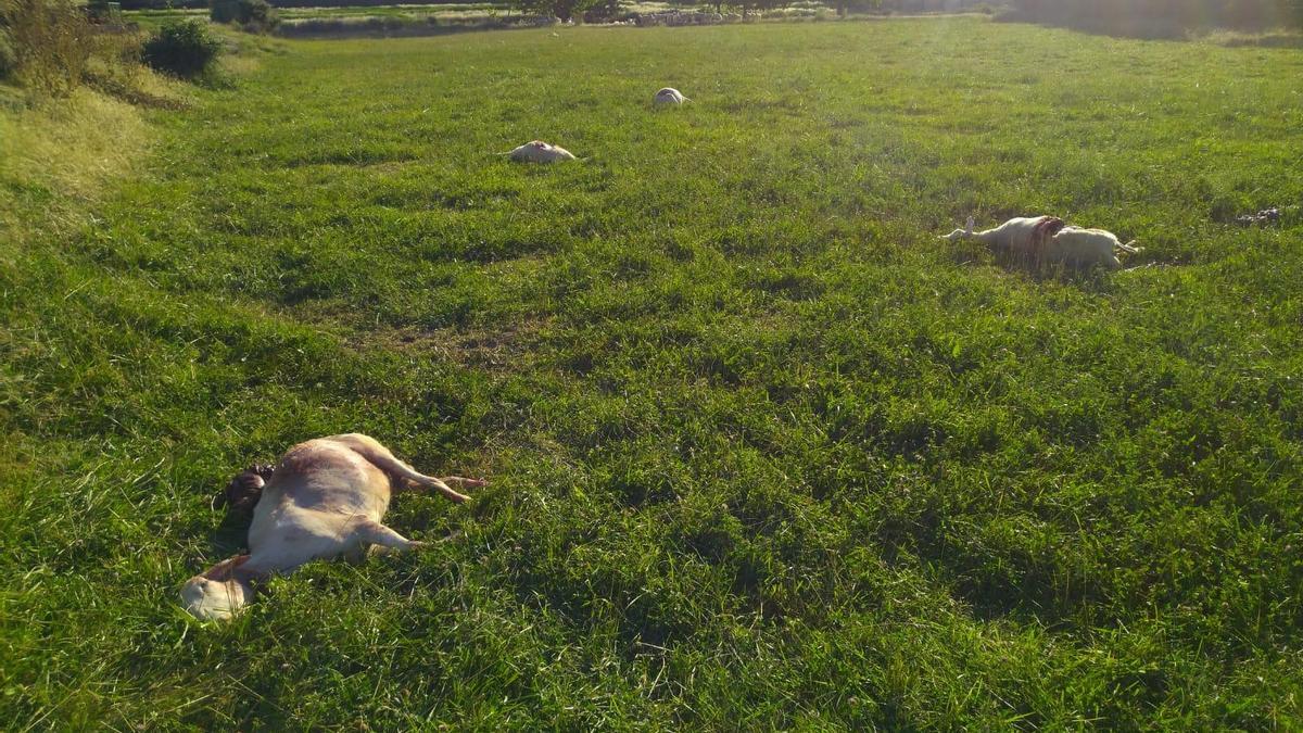 Ovejas que han amanecido muertas muy cerca de la localidad de Torralba de Aragón