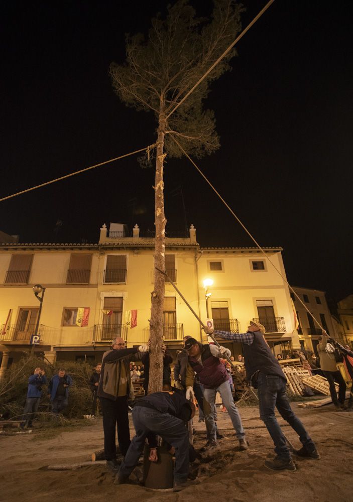 Sant Antoni arranca en Sagunt con la tradicional Plantà del Pi