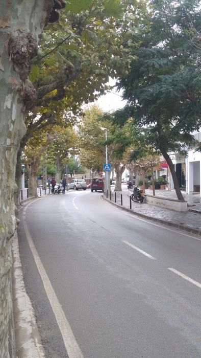 Plataners de Cadaqués