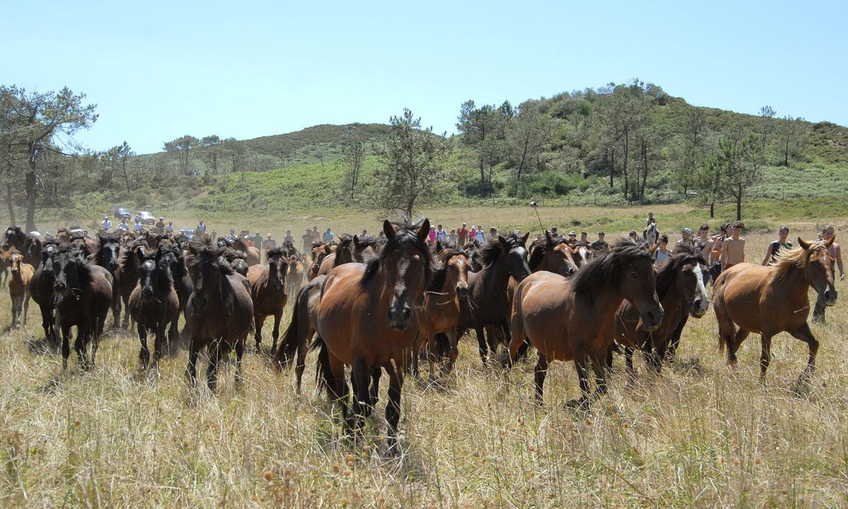 Rapa das Bestas de Sabucedo, A Estrada, 2026.