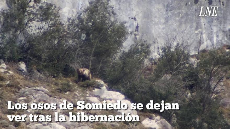 El primer oso de Somiedo se deja ver tras la hibernación