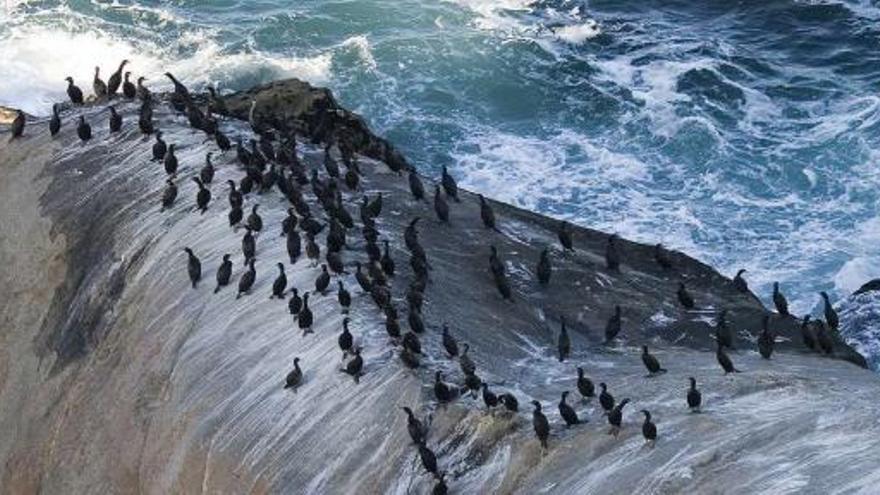 Ejemplares de cormorán moñudo, una de las especies emblemáticas del parque, en los acantilados rocosos del archipiélago de Cíes.  // Faro