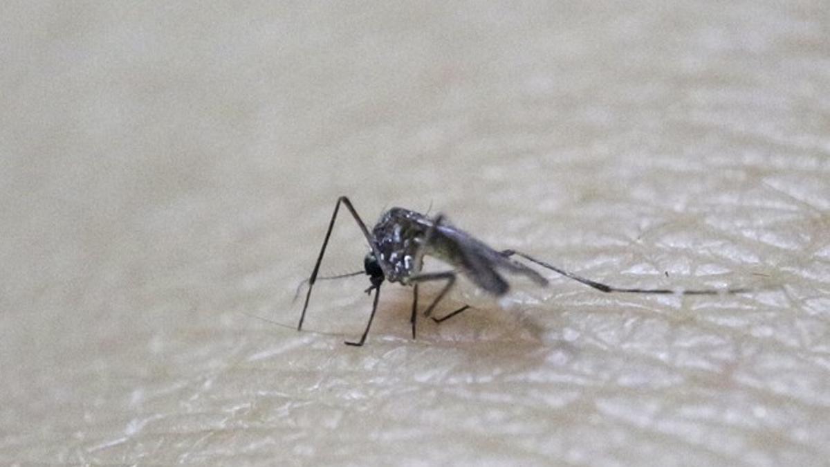 Sterile female Aedes aegypti mosquito is seen on the forearm of a health technician in a research area to prevent the spread of Zika virus and other mosquito-borne diseases at the entomology department of the Ministry of Public Health in Guatemala Ci