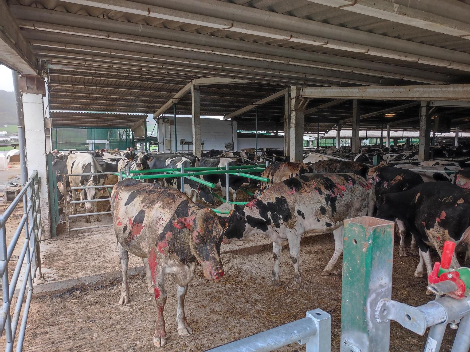 En imágenes: El fuego devora una nave ganadera en Otur (Valdés) y causa daños a un centenar de vacas