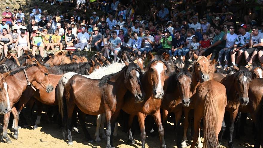 Cuspedriños celebra el domingo su tradicional Rapa das Bestas
