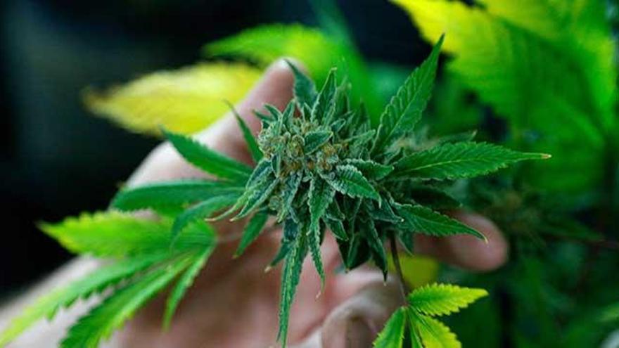 Dos detenidos en Noreña por cultivar 100 plantas de marihuana