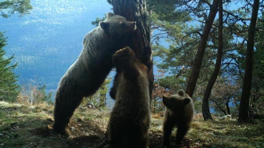 La liberación de otro oso en el Pirineo sigue adelante pese a la oposición de los ganaderos