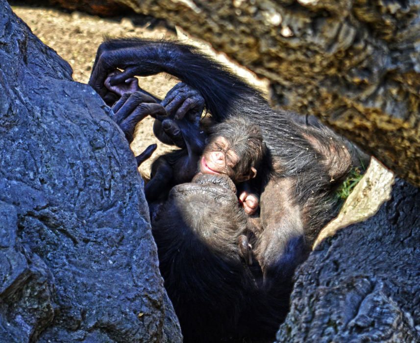 Nace una cría de chimpancé en Bioparc Valencia