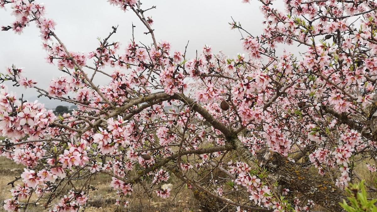 Los almendros en flor ya alegran los paisajes valencianos