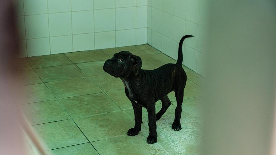 Ibiza hará "lo que sea necesario" para evitar el sacrificio de Ikram, la perrita que llegó en patera
