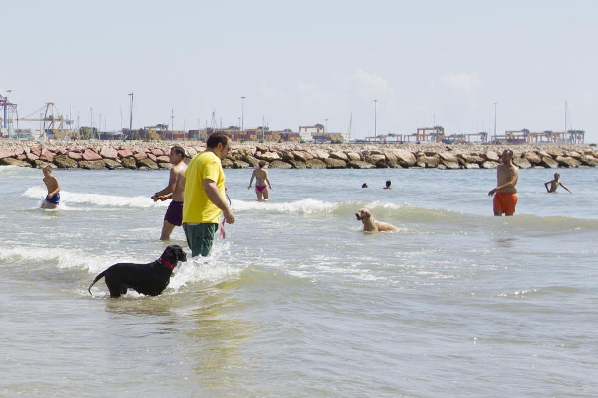 La playa para perros de Pinedo, a reventar