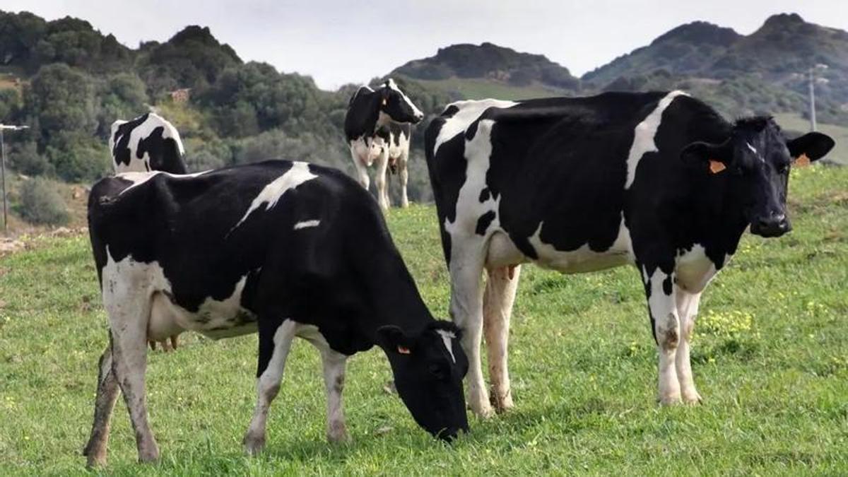 Vacas en un prado