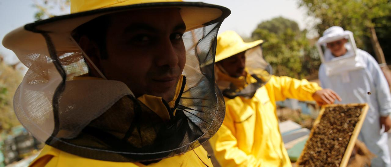 La apicultura clama hoy  para exigir medidas que palien su «catastrófica» situación