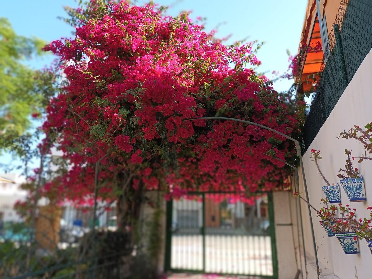 Otra vista de la preciosa buganvilla de Torremolinos.