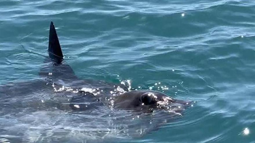 Vídeo: Un pez luna de metro y medio sorprende frente a la costa de Benicàssim
