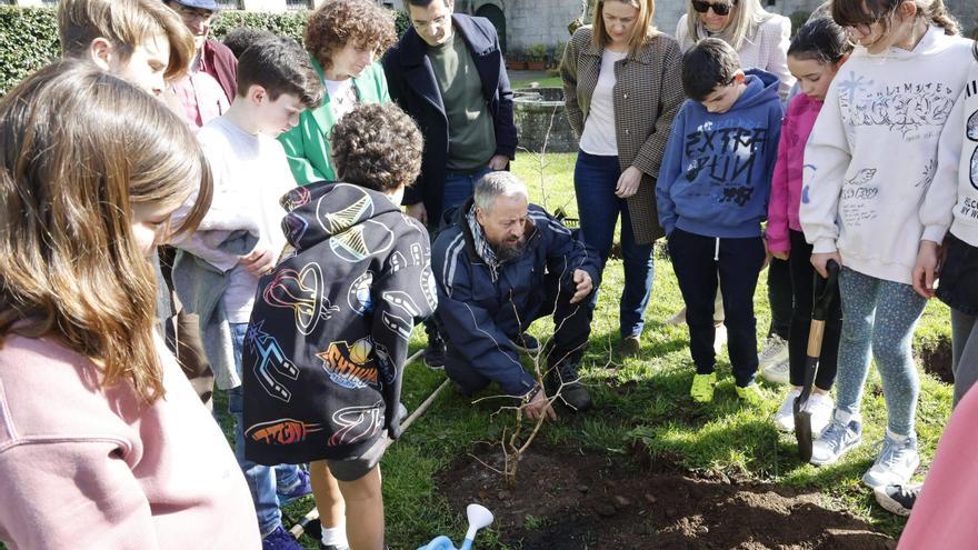 Plantación de 5 ginkgo biloba para celebrar en Santiago o Día dos Bosques