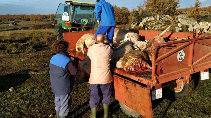 El lobo vuelve a atacar en Sayago y deja 29 ovejas muertas en Gáname