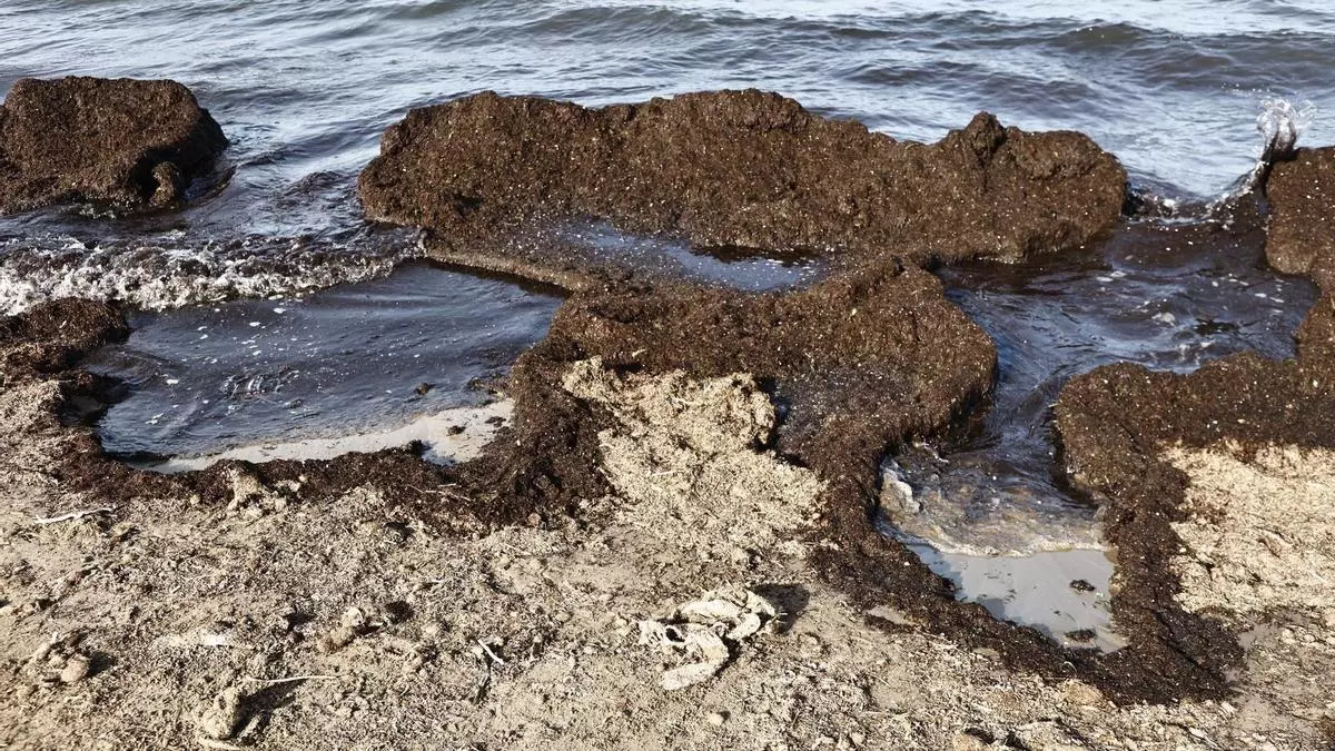 Una mancha de algas y basura obliga a cerrar la playa del Cabanyal