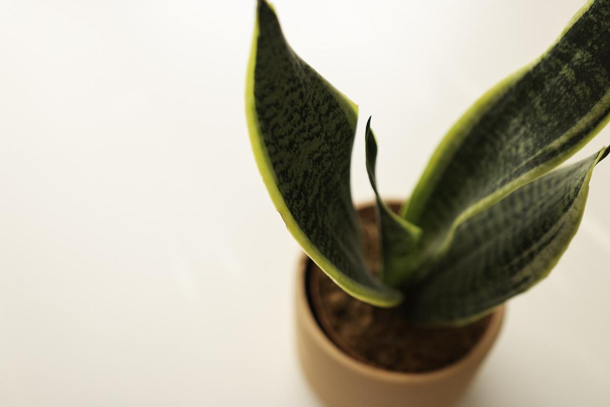 Esta es la mejor planta de interior para regalar y así hay que cuidarla.