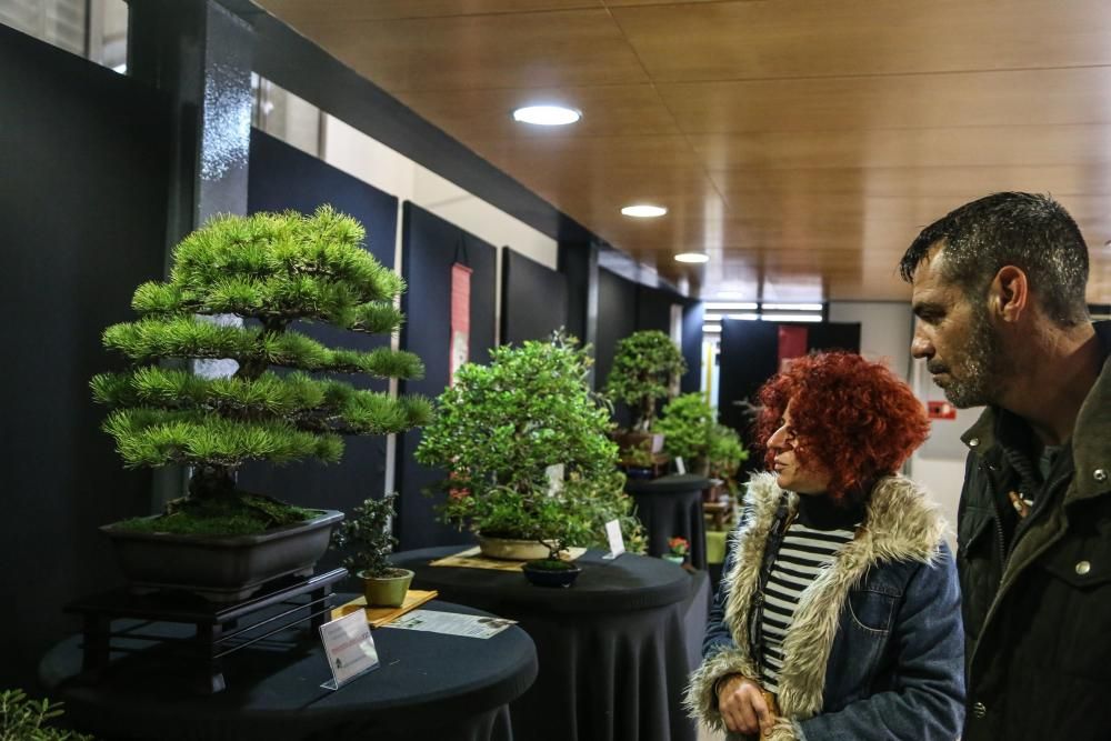 Una exposición muestra 62 ejemplares en La Lonja, algunos con 200 años de antigüedad y exhibición de artes marciales