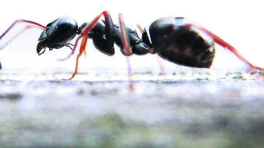 In Massen auf Mallorca nicht immer gern gesehen: die Ameise.