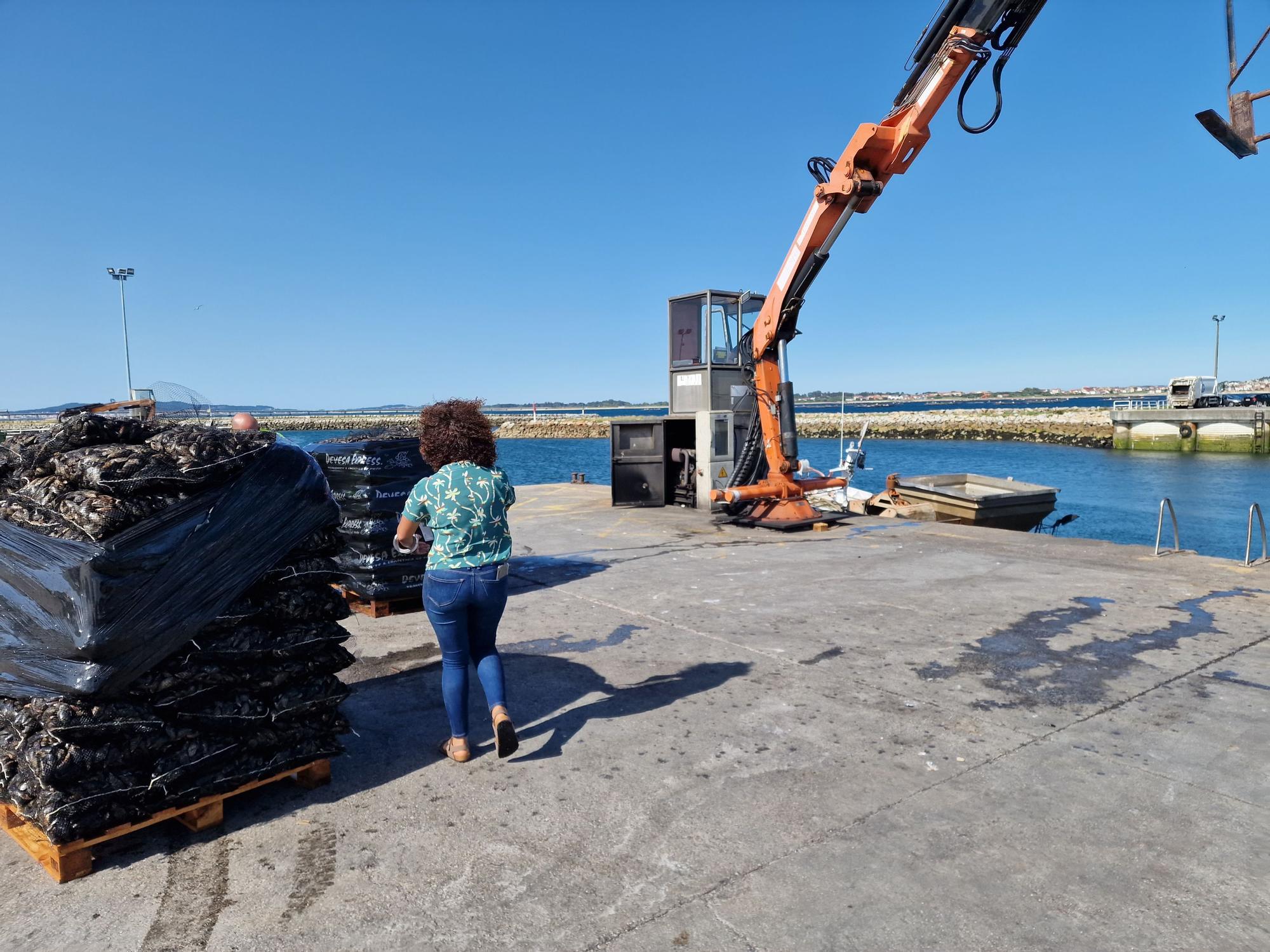 Descargas de mejillón en Arousa.