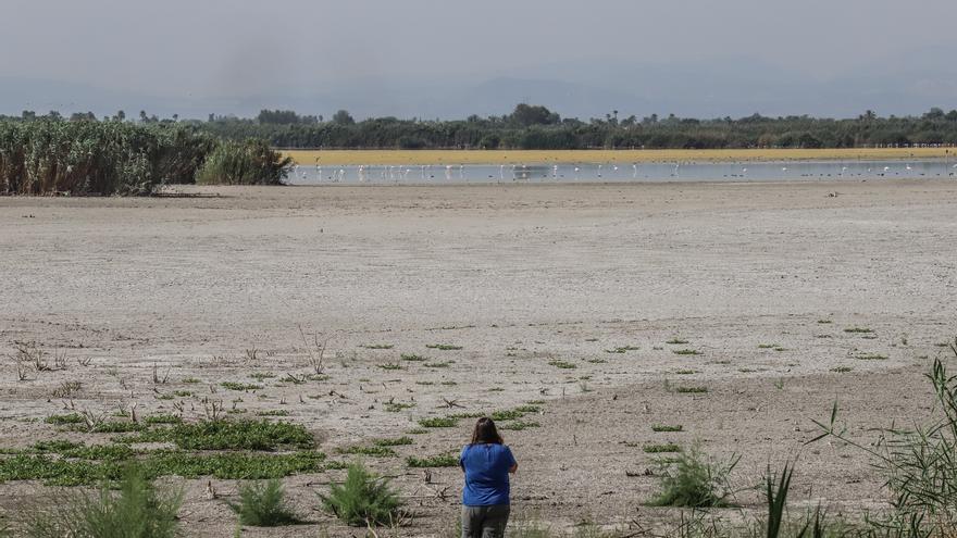 El Hondo deseca sus dos embalses para regenerar el agua y reducir las carpas