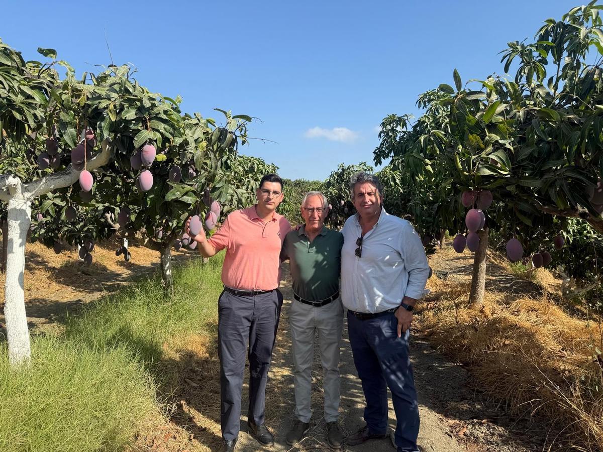 Visita del equipo de compras y calidad de Grupo MAS a su proveedor de mangos de la provincia de Málaga