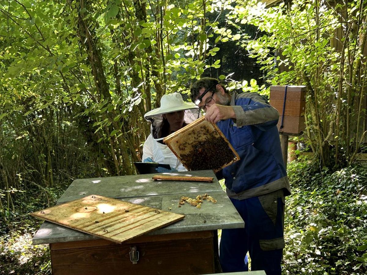Julie Hernández, de la FRI, y Simon Aebi, apicultor del Jura, evalúan una colmena de abejas.