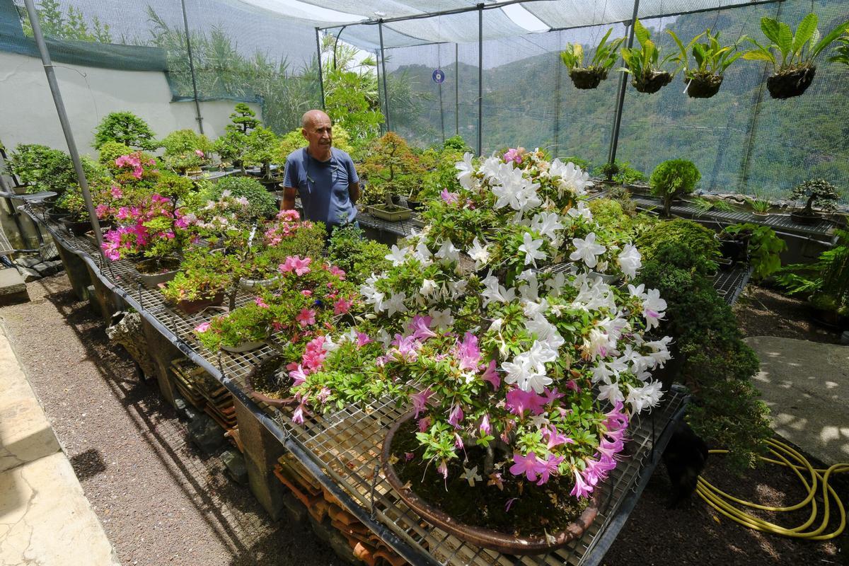 Jardín de bonsais de Juan José Montes Hernández