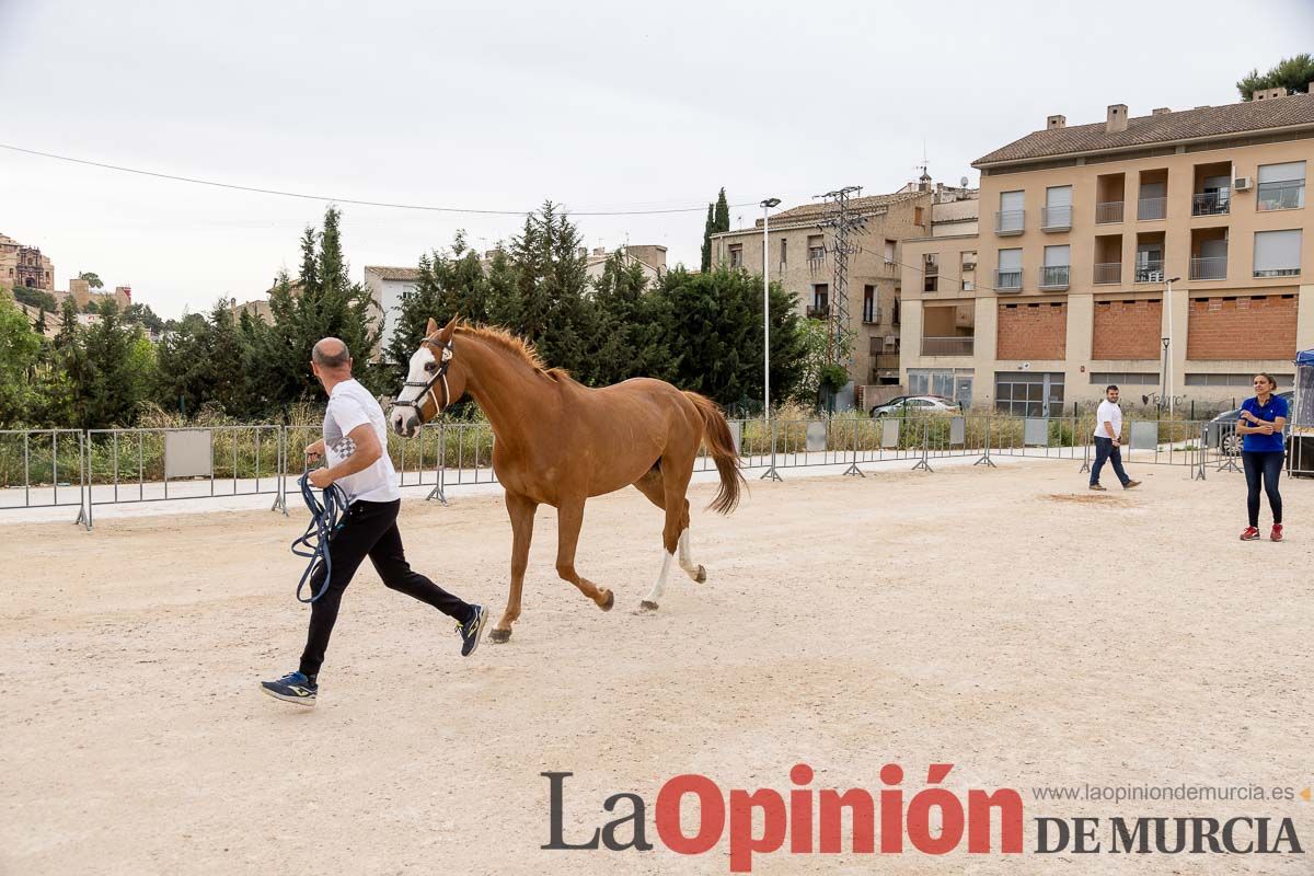 Control veterinario de los Caballos del Vino en Caravaca