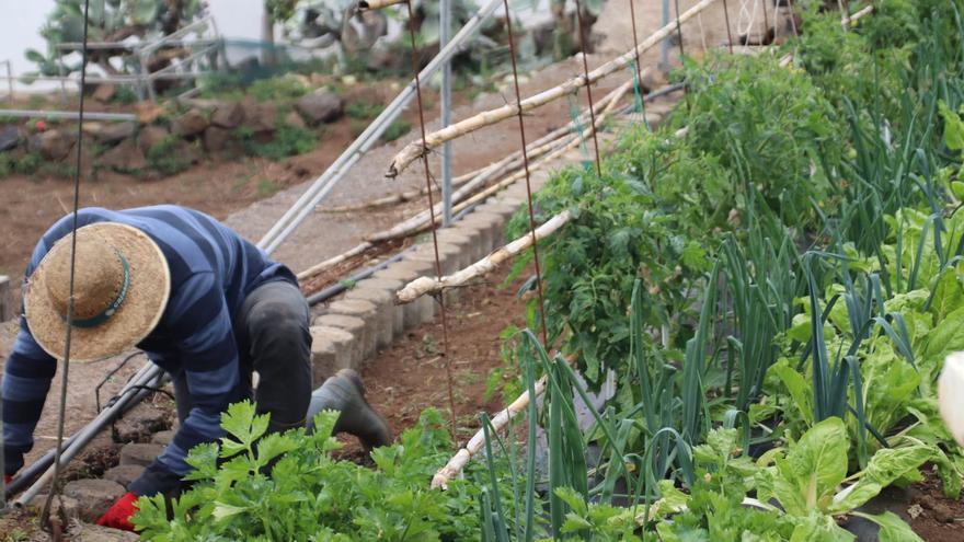 Canarias impulsa la creación de empresas para jóvenes agricultores